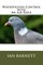 Woodpigeon Control with An Air Rifle
