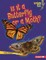 Is It a Butterfly or a Moth?