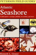 Atlantic Seashore