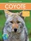 Coyote