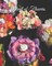 Festival of Flowers