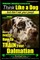 Dalmatian, Dalmatian Training AAA AKC