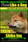 Shiba Inu, Shiba Inu Training AAA AKC