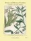 Botany and History of Comfrey; Garden Uses of Comfrey
