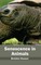 Senescence in Animals