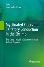 Myelinated Fibers and Saltatory Conduction in the Shrimp