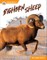 Bighorn Sheep