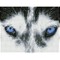 Deimantinė mozaika MYSTIC HUSKY  20,3x26