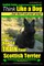 Scottish Terrier, Scottish Terrier Training AAA AKC