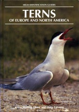 Terns of Europe and North America