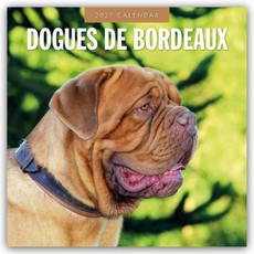 Dogues de Bordeaux - Bordeauxdoggen - Bordeaux Doggen 2027 - 16-Monatskalender