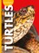 Curious about Turtles