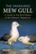 The Vanishing Mew Gull