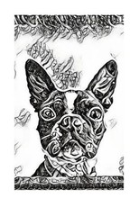 Boston Terrier