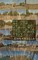 In the Shade of the Shady Tree