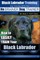 Black Labrador Training with the No Brainer Dog Trainer We Make It That Easy!