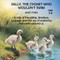 Sally, the Cygnet Who Wouldn't Swim