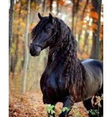 Deimantinė mozaika - Juodasis arklys