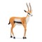 SCHLEICH WILD LIFE Tomsono gazelė