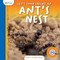 Let's Look Inside an Ant's Nest
