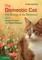 Domestic Cat