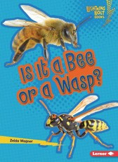 Is It a Bee or a Wasp?