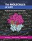 Kuriyan, J: Molecules of Life