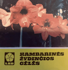 Kambarinės žydinčios gėlės