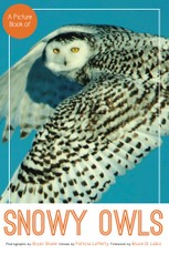 A Picture Book of Snowy Owls