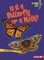 Is It a Butterfly or a Moth?