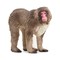 SCHLEICH WILD LIFE Japoninė makaka