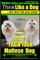 Maltese, Maltese Dog Training AAA AKC