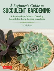 A Beginner's Guide to Succulent Gardening