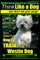 Westie, Westie Dogs, Westie Training AAA AKC