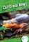 California Newt