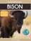 Bison