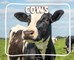 Cows