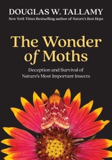 The Wonder of Moths