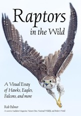 Raptors in the Wild