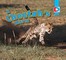 A Cheetah's World