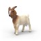 SCHLEICH FARM WORLD BOER Ožka