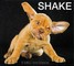 Shake