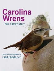 Carolina Wrens