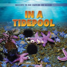 In a Tidepool