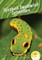 Spicebush Swallowtail Caterpillars