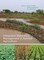 Wani, S: Integrated Watershed Management in Rainfed Agricult