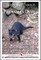 14 Fun Facts About Tasmanian Devils: A 15-Minute Book