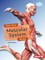 How Your Muscular System Works