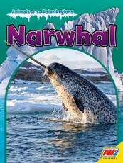 Narwhal