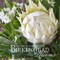 Birkenhead Blooms